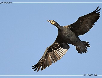 Animali 192